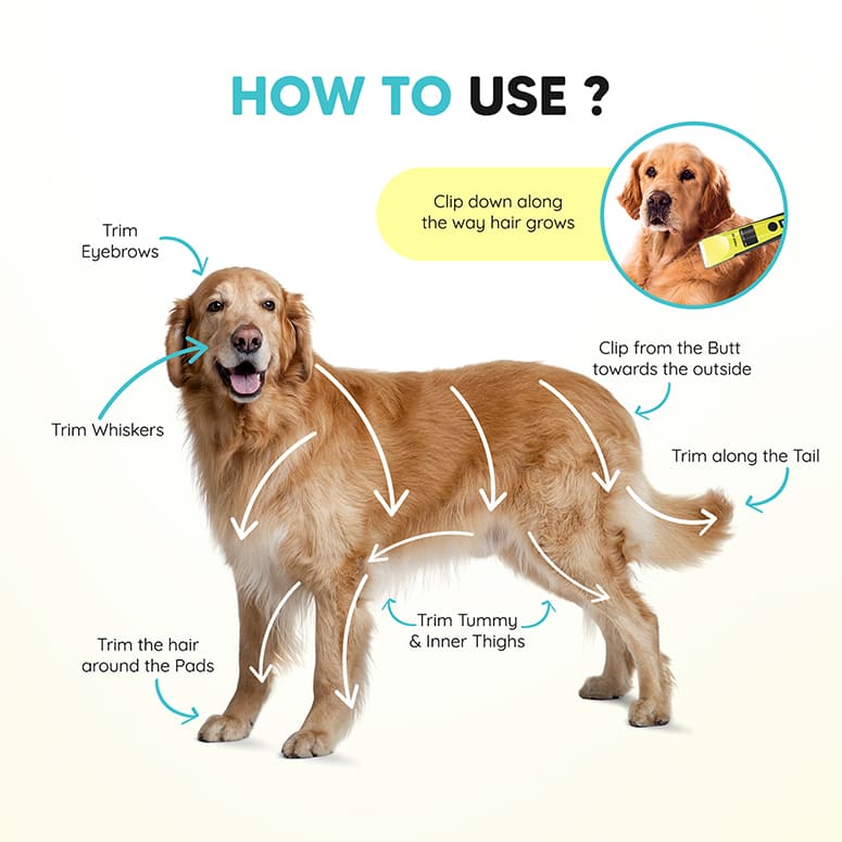 Dog grooming guide with EZ-Wizzy—trim eyebrows, whiskers, pads, tummy, inner thighs and tail along hair growth