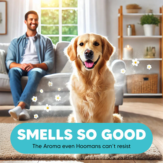 LetsShave EZ-Wizzy 2-in-1 dog shampoo & conditioner—great scent keeps pets fresh; happy Golden Retriever at home