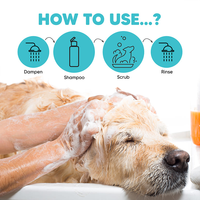 How to use EZ-Wizzy dog shampoo: dampen, apply, scrub, rinse—gentle lather bath on a relaxed Golden Retriever